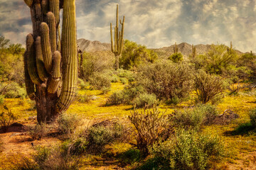 Autumn Aspen in Arizona