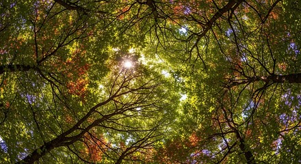 Sunlight Filtering Through a Dense Forest Canopy in Autumn.