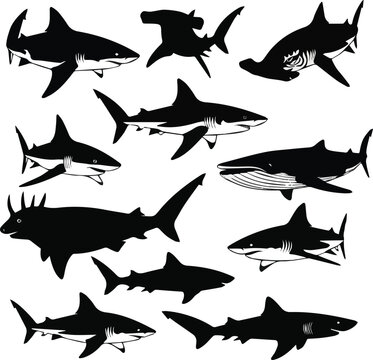  need a kinds of different sharks vector art silhoueette with white background