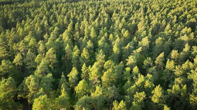 Aerial footage of coniferous forest with dense pine canopy mixed with deciduous trees, the treetops stretching to the horizon.
