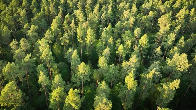 Aerial of dense pine and deciduous forest with treetops reach horizon, then the camera tilts down to a top-down canopy view.
