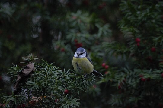 great tit parus major