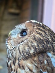 great horned owl