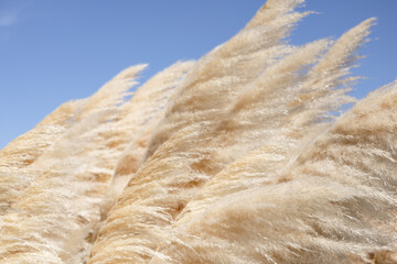 abstract background with fluffy beige pampas grass. minimalist botanical wallpaper. floral artwork in soft pastel colors and warm tones