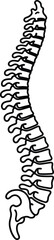 Human Spine Anatomy Illustration for Medical or Educational Purposes
