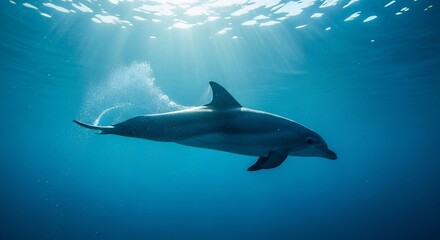 Fototapeta premium A dolphin swims underwater illuminated by sun rays