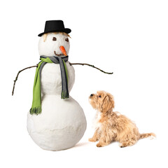 Maltipoo puppy with isolated snowman