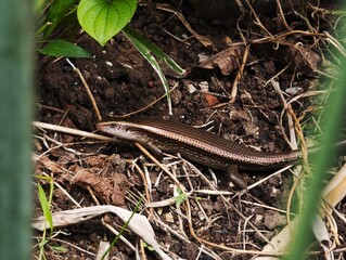 Skink on the ground