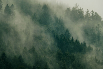 Fog hanging over the mountain forest.