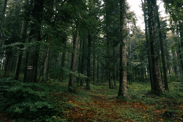 Obraz premium Morning mountain forest with tourist signage on one of the trees.