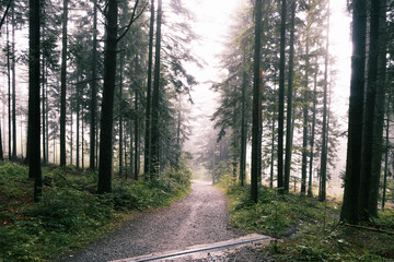 Obraz premium Hiking trail in a foggy mountain forest.