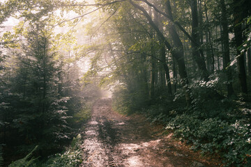 Obraz premium Rays of sunlight illuminating the forest path.