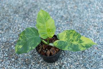 Closeup to fresh hybrid Philodendron florida beauty x mayoi x Squamiferum 