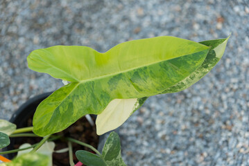 Closeup to New hybrid plant Philodendron billietiae x florida beautyin the pot  