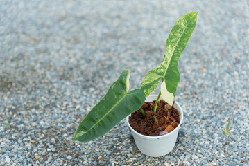Closeup to New hybrid plant Philodendron Jennifer var in the pot 