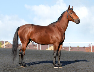 Horse. A thoroughbred horse of the Oryol Trotter breed. Harness racing. Trotting horse race. Side view. In full growth