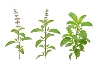 Three sprigs of holy basil plant with flowers and leaves, isolated on transparent background