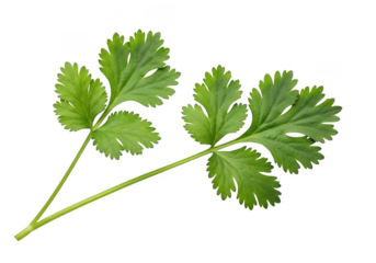 Two fresh green cilantro leaves with delicate stems, isolated on transparent background