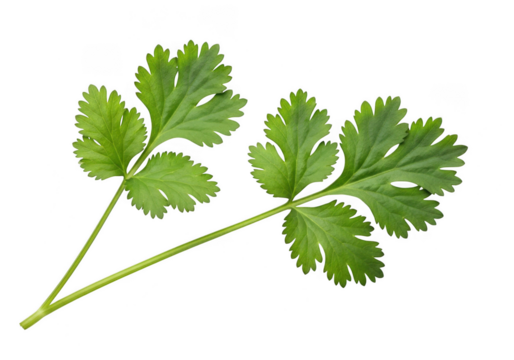 Two fresh green cilantro leaves with delicate stems, isolated on transparent background