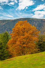 Fototapeta premium Arbres en Automne 