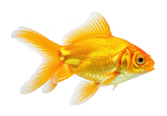 A vibrant goldfish swimming in clear water, isolated on a transparent background