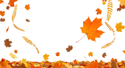 Autumn leaf falling on black background