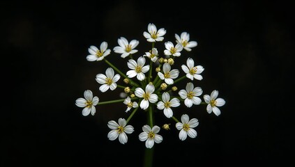 Floral Arrangement on Dark Void, Radiating White Petals with Golden Touches A Botanical Study.