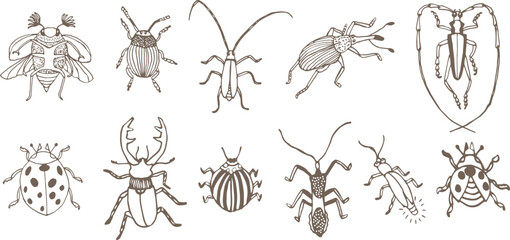 a set of hand-drawn insect illustrations in doodle or line art style