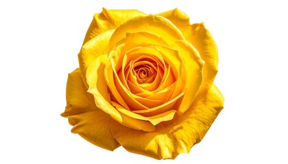 Close-up of a beautiful yellow rose on a white background, isolated flower