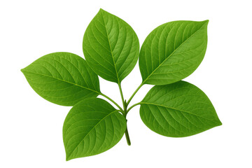 Obraz premium Fresh green leaves growing on a sprig, symbolizing nature, growth, environment, eco-friendliness, and organic plant life