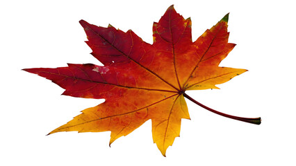 Fototapeta premium A vibrant maple leaf isolated on transparent background showcases the beauty of autumn with its rich colors and intricate details