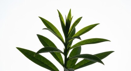 Fototapeta premium Minimalist green plant with detailed leaf veins. Isolated on white with copy space. Natural organic growth concept. Environmental conservation and sustainable business ideas