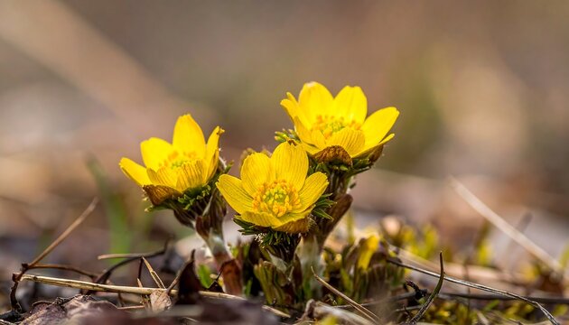 Three bright yellow Adonis flowers bloom in early spring, amidst dry leaves and brown vegetation on a blurred background