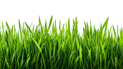 Fototapeta premium Vibrant green grass blades against black background in natural close-up