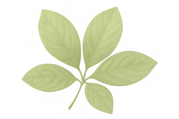 Green compound leaf illustration on a transparent background, depicting fresh botanical elements, nature, and organic themes