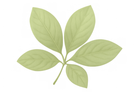 Green compound leaf illustration on a transparent background, depicting fresh botanical elements, nature, and organic themes - Powered by Adobe