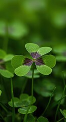 A vibrant four-leaf clover stands out in a lush green field, a powerful symbol of good fortune, hope, and prosperity in a natural setting ,wild ,serendipity ,prosperity