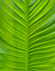 Close up of a green tropical leaf with visible veins and natural texture. Soft shades of green and symmetrical pattern create a calm and harmonious background perfect for eco design, nature themes