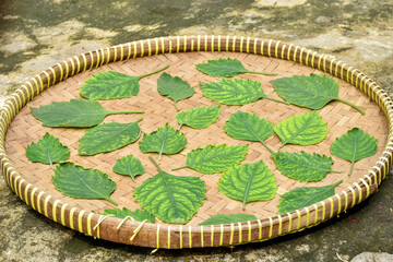 Patchouli leaves, Pogostemon cablin Benth basic oil and cosmetic ingredient