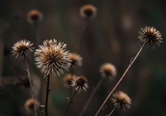 Obraz premium Fading garden flowers and dried seed heads capture the beauty of the late autumn season as plants go dormant for the winter months ,macro ,end of season ,garden