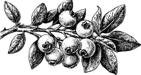 Naklejka premium Black and white vintage line drawing of blueberries and leaves on a branch. Detailed vector illustration in engraving style.