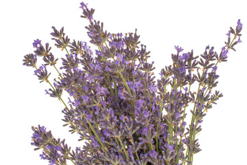Obraz premium Fragrant lavender flowers isolated on white background, macro.