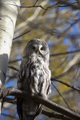 A great gray owl perches on a tree branch in an autumn forest. 