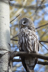 A great gray owl perches on a tree branch in an autumn forest. 
