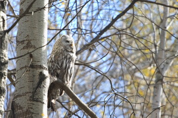 A great gray owl perches on a tree branch in an autumn forest. She closed her eyes and rested.