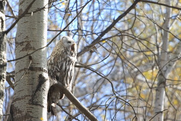 A great gray owl perches on a tree branch in an autumn forest. She opened her mouth wide.