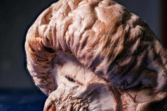 Macro image of a mycoparasite, showing white mycelium growth on the tissue of a host mushroom.
