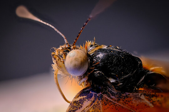 Ultra-close macro shot revealing the intricate head and body details of the butterfly insect