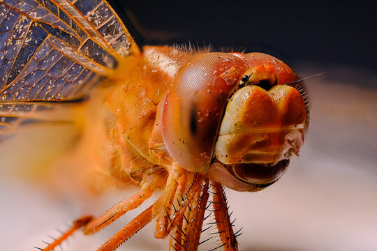 Stunning macro view showcasing the massive compound eyes and jaws of a dragonfly