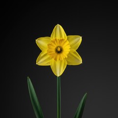 A solitary yellow daffodil stands vibrant against a simple backdrop, symbolizing the arrival of spring and fresh beginnings ,simple ,bloom ,perennial